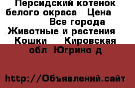 Персидский котенок белого окраса › Цена ­ 35 000 - Все города Животные и растения » Кошки   . Кировская обл.,Югрино д.